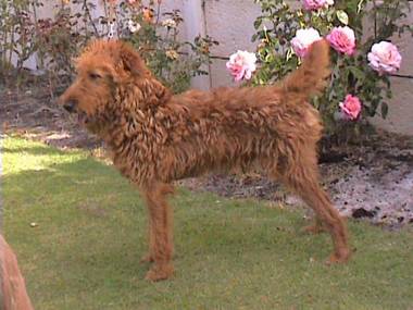 Irish Terrier Grooming Chart