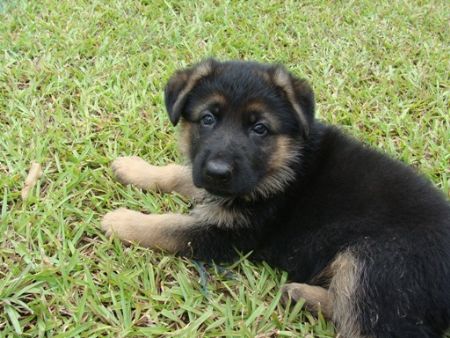 PUPPIES AT 6 WEEKS