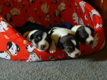 RAZZI'S PUPS AT 2 WEEKS