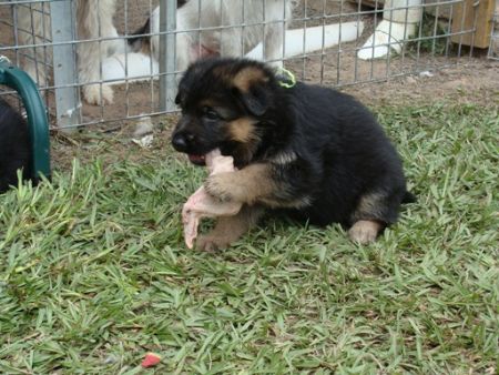 PUPPIES FIRST CHICKEN WINGS