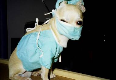 Dr. Xany       Look out puppies the Doctor is ready, run for your life!