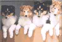 Collie Rough puppies