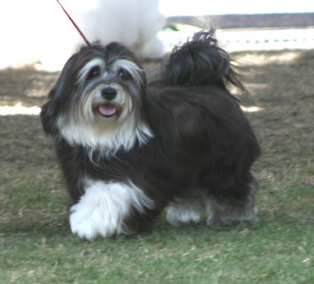 havanese puppies adelaide rhumderry havanese havanese puppies adelaide rhumderry havanese