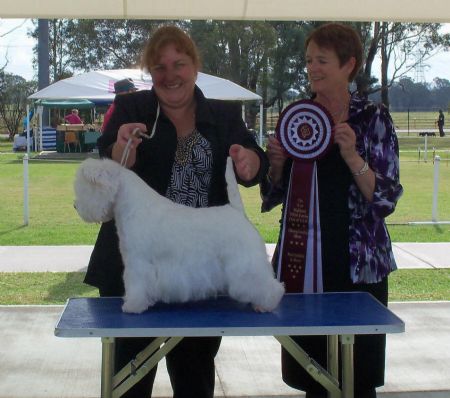Best In Show West Highland White Club of NSW 