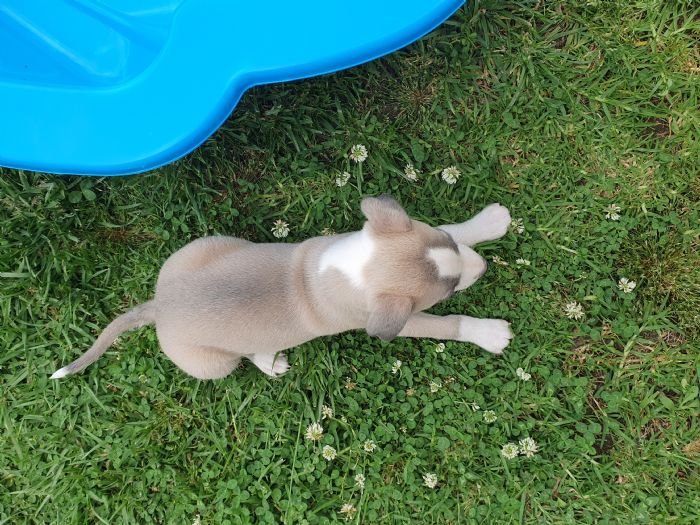 Boy - Fawn Black Brindle