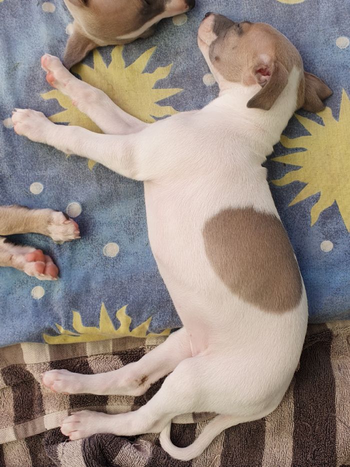 Silver Brindle Boy