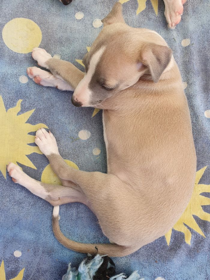 Harvey