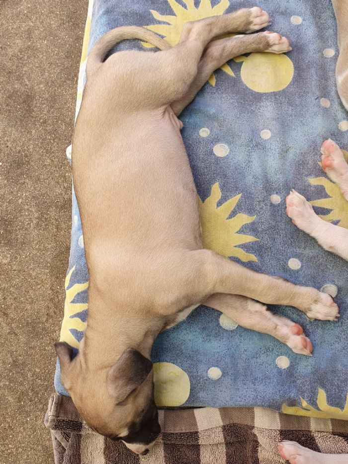 Silver Black Brindle Girl