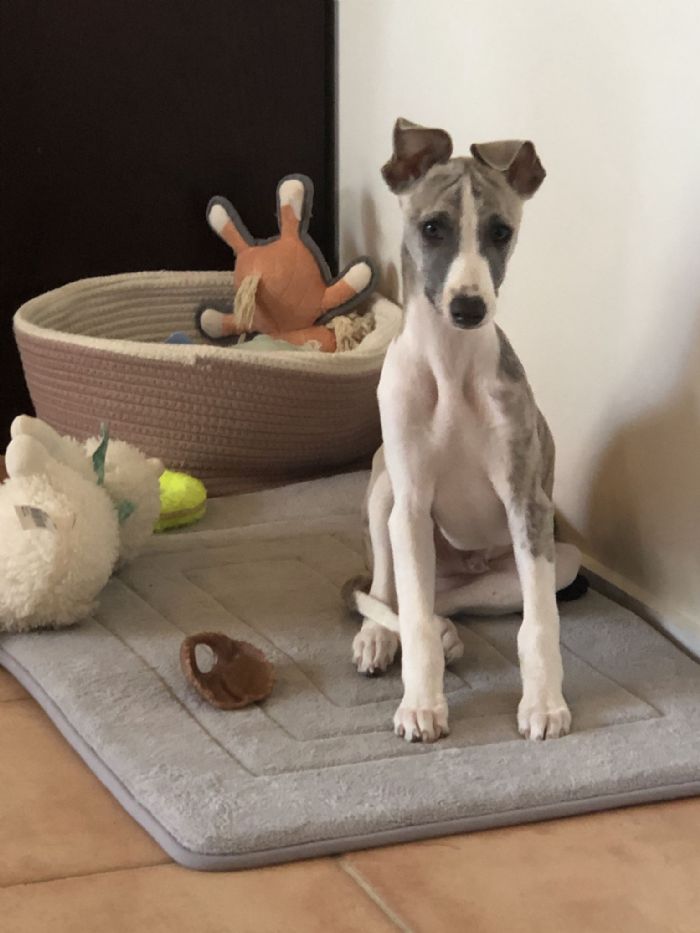 Silver Brindle Boy