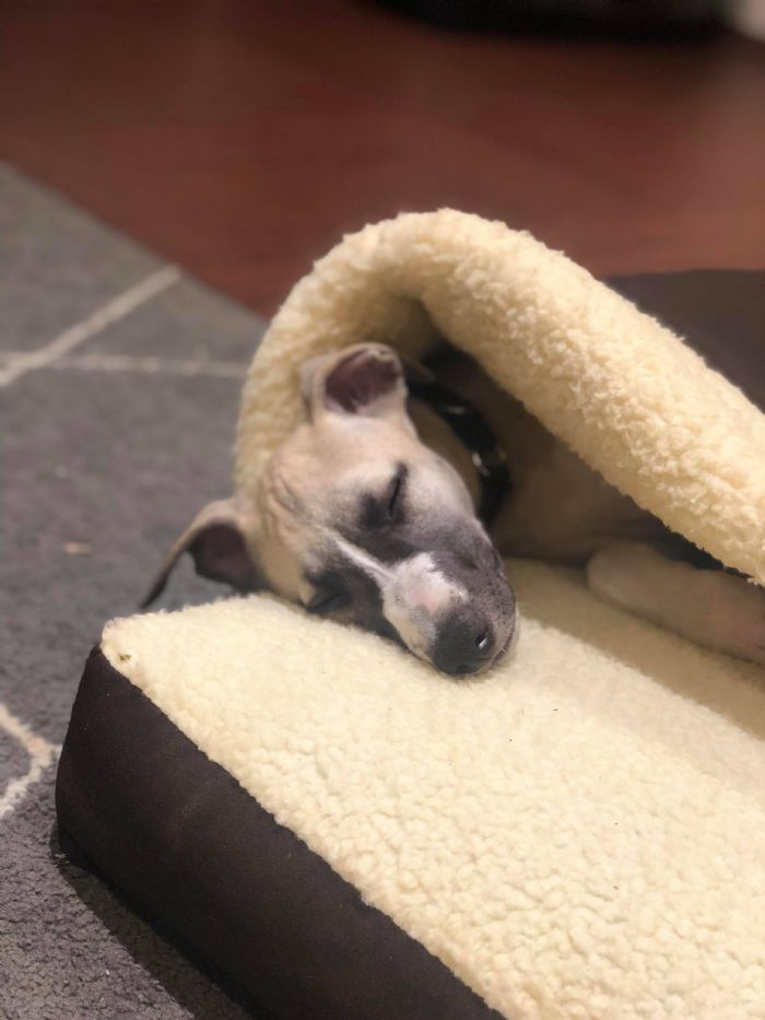 Stella