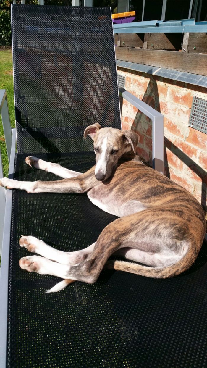 Silver Black Brindle Girl
