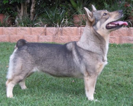 Grand Champion Dlarah Witchcraft