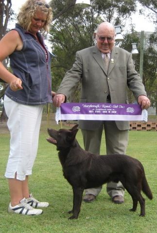 Ch Morkerbook Burning Flame winning State Bred in Show