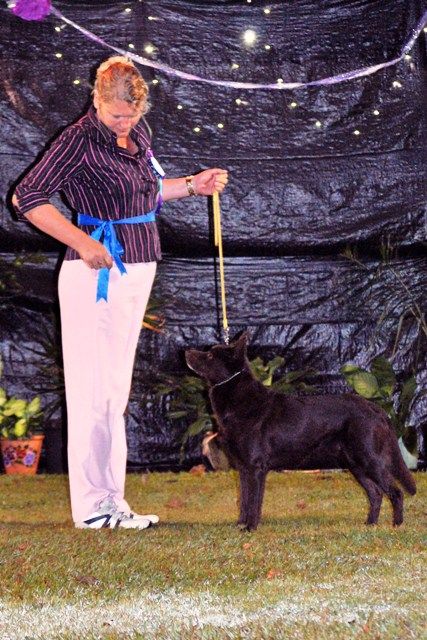 Burnie at Zone 2 Dog of the Year Finals