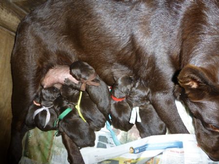 Mum and babies