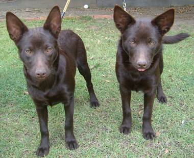 Ember & Lulu (ex Sparkie) at 5mths