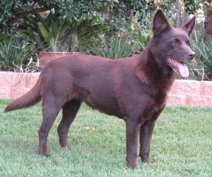 Grand Champion Morkerbook Suntucht Bell