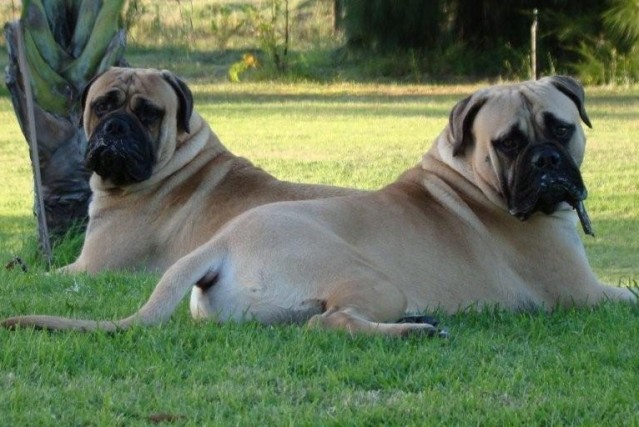Bullmastiffs Pictures