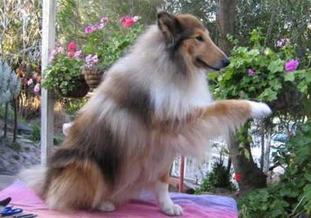 a WA Rescue Collie after his first grooming session