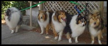 a group of ex Rescue Collies at a special effort fundraising day in NSW