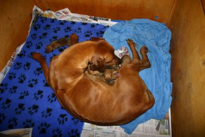 Safi has seven beautiful and healthy puppies born 1/10/11