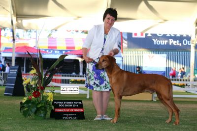 Gus wins RUBOB & Dog Challenge at the Sydney Royal 2014
