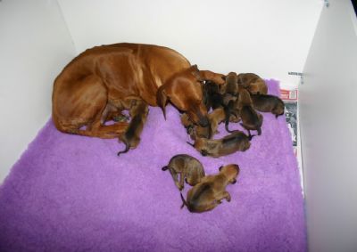 One week old