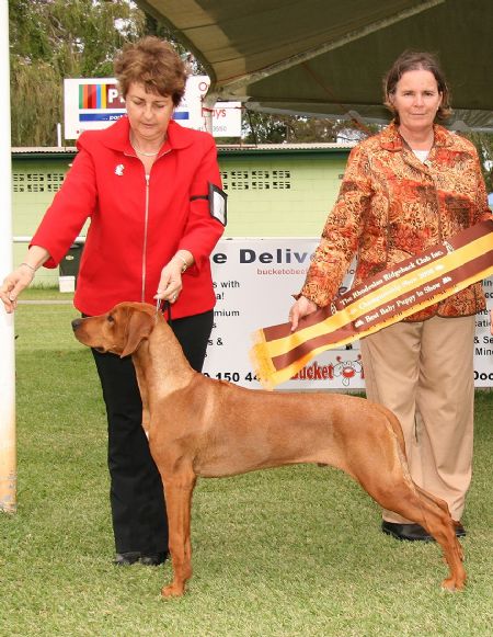 Gus winning Baby Puppy in Show