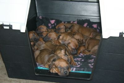 First day in the kennel