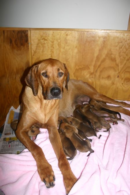 Proud Peggy with her litter of eleven beautiful puppies