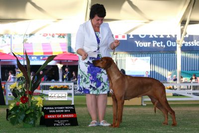 Disa wins Best of Breed Sydney Royal 2014