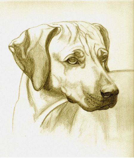 Drawings by Janice Stone