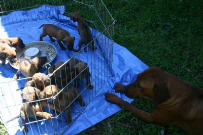 Disa looks on as the pups enjoy their first meal in the outdoors