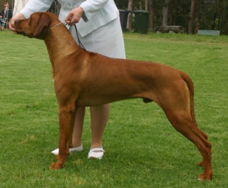 Gus at Hound Club Show 2008