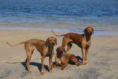 Gus, Peggy and Safi at Inskip Point 2011