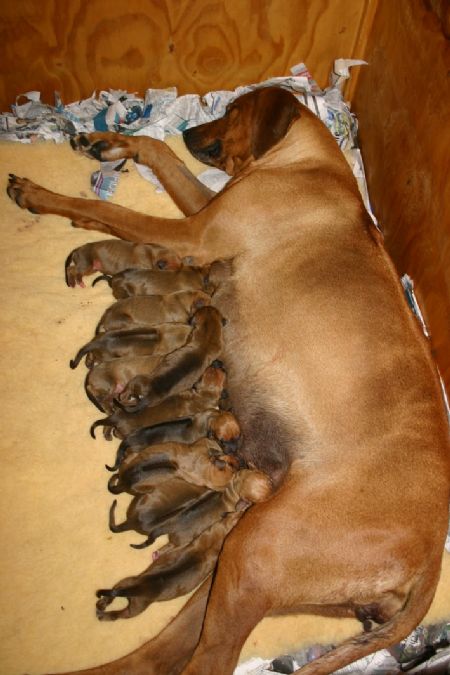 Twelve healthy puppies at three days old