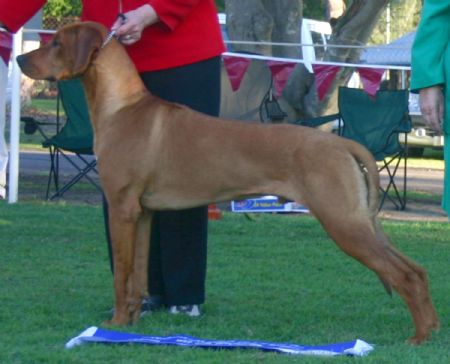 Gus winning Puppy in Show at Queensland Specialty 2008