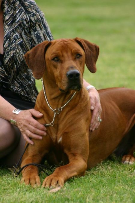 Marmatia Gunella Gusto (Gus)