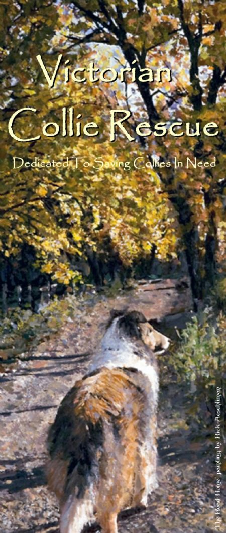 collie rescue